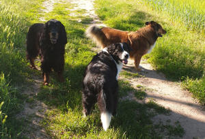 Entspannte Hunde bei entspannen Besitzern