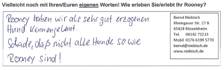 Haben Katze