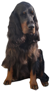 Rooney von der Wilden Horde